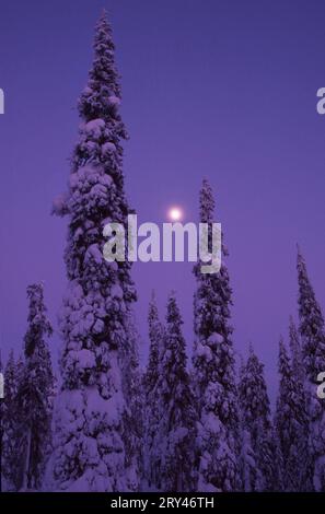Nadelbäume in der Winternacht, Valtavaara Mountain, Ruka, Kuusamo, Finnland Stockfoto