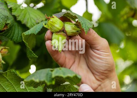 Nahaufnahme von den Händen der Bauern sammelt reife Haselnüsse aus dem Laub der Haselnussbäume im Garten. Anbau von rohen Nussfrüchten auf Plantagen. Ernte Herbstzeit. Gesunde natürliche Öko-Lebensmittel Stockfoto