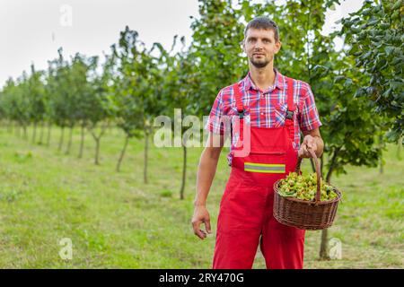 Happy man Farmer zeigt eine gute Ernte von rohen Haselnüssen, die einen vollen Korb in Händen halten, im Garten. Hazel Tree-Zeilen. Agrargärtner, der reife Nüsse auf dem Feld anbaut. Gesunde Naturkost, ökologische Produkte Stockfoto