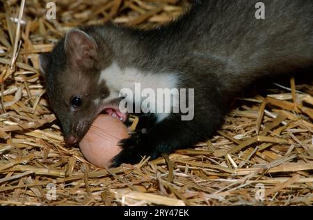 Buchenmarder (Martes foina) im Hühnerbock Ei essen, Hessen, Deutschland, Steinmarder im Hühnerbock Ei essen, Hessen, Deutschland Stockfoto