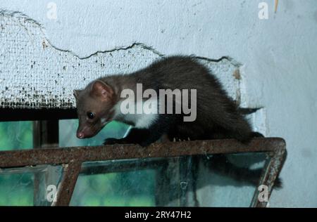 Buchenmarder (Martes foina) in Scheune, Hessen, Deutschland, Steinmarder in Scheune, Hessen, Deutschland Stockfoto