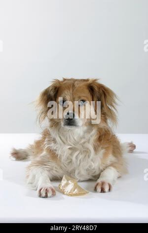 Gemischter Hund mit Kauspielzeug Stockfoto