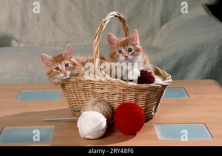 Norwegische Waldkatzen, Kätzchen, im Korb mit Wollkugel Stockfoto