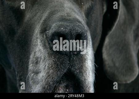 Toller Dane, 10 Jahre alt, Nase Stockfoto