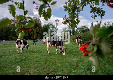 Blonay, Waadtländer Kanton, Schweiz 20. August 2023 : Schweizer Kühe dekoriert mit Blumen und riesiger Kuhglocke. Zeremonie der Desalpes. Holstein Friesian. Stockfoto