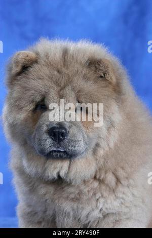 Chow Chow, Welpe, 11 Wochen alt, Chow-Chow, Welpe, 11 Wochen alt, Säugetiere, Säugetiere, Tiere, Haushund, Haustier, Haustier, innen, Atelier, jung Stockfoto