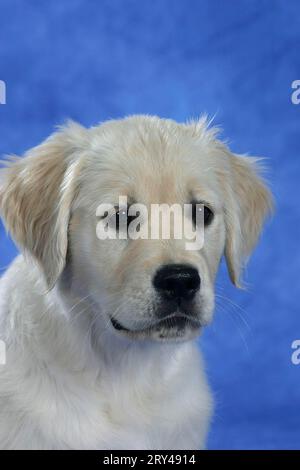 Golden Retriever, Welpe, 11 Wochen alt, Welpe, 11 Wochen alt, Säugetiere, Säugetiere, Tiere, Haushunde, Haustiere, Haustier, innen, Studio, jung Stockfoto