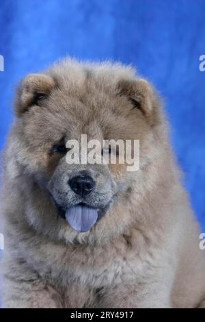 Chow Chow, Welpe, 11 Wochen alt, Chow-Chow, Welpe, 11 Wochen alt, Säugetiere, Säugetiere, Tiere, Haushund, Haustier, Haustier, innen, Atelier, jung Stockfoto