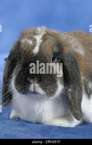 Zwergkaninchen, Zwergraderkaninchen, Kaninchen, Zwergkaninchen, Indoor, Studio Stockfoto