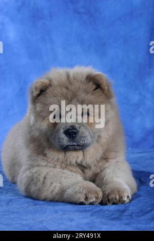 Chow Chow, Welpe, 11 Wochen alt, Chow-Chow, Welpe, 11 Wochen alt, Säugetiere, Säugetiere, Tiere, Haushund, Haustier, Haustier, innen, Atelier, jung Stockfoto