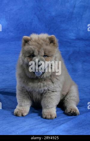 Chow Chow, Welpe, 11 Wochen alt, Chow-Chow, Welpe, 11 Wochen alt, Säugetiere, Säugetiere, Tiere, Haushund, Haustier, Haustier, innen, Atelier, jung Stockfoto