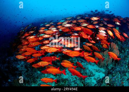 Mondschwanzbullseyes, Halbschwanzbullseye, Moontail (Priacanthus hamrur) Bullseye Stockfoto