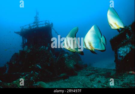 Gefiederte Spadefish und Dusky Fledermausfische (Platax pinnatus), Fledermausfische und Wracks, andere Tiere, andere Tiere, Indischer Ozean, Pazifik, Pazifik, Meer, Meer Stockfoto