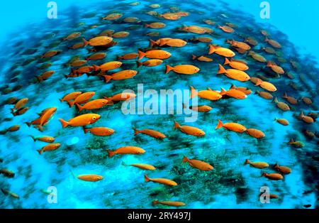 Mondschwanzbullseyes, Halbschwanzbullseye, Moontail (Priacanthus hamrur) Bullseye Stockfoto