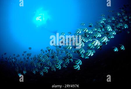 Langflossen-Bannerfisch (Heniochus acuminiatus) Stockfoto