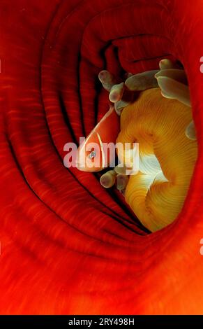 Rosafarbene Anemonenfische (Fische), Kragen Anemonenfische (Amphiprion perideraion), False Whiteback Clownfish, Whiteback Clownfish, False Skunk gestreift Stockfoto