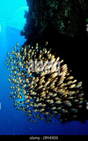 Schmale Kehrmaschinen, Pigmy-Kehrmaschine (Parapriacanthus ransonneti) Stockfoto