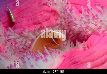 Rosa Anemonfisch, Kragenanemonfisch (Amphiprion perideraion), falscher Weißbacken-Clownfisch, Weißbacken-Clownfisch, falscher Skunk-gestreifter Anemonfisch, andere Stockfoto