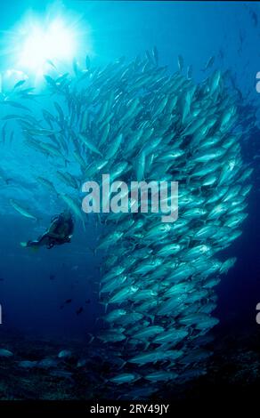 Mondschwanz-Bullseye und Großauge (Priacanthus hamrur), Großauge und Taucher, Halbschwanz-Großauge, Mondschwanz-Bullseye, andere Tiere, Sonstiges Stockfoto