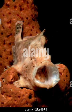 Longlure Anglerfisch (Antennarius multiocellatus), Gähnkröte, andere Tiere, Fische, Unterwasser, Salzwasser, Salzwasser, Karibik, Karibisches Meer Stockfoto