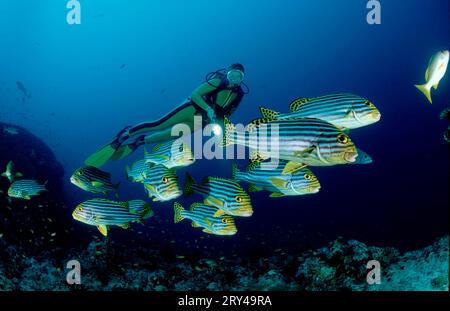 Orientalische Süßlippen (Plectorhinchus vittatus) und Taucher (Plectorhinchus orientalis), orientalische Süßlippen und Taucher, orientalische Süßlippen, andere Tiere Stockfoto