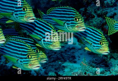 Orientalische Süßlippen (Plectorhinchus vittatus) (Plectorhinchus orientalis), orientalische Süßlippen, orientalische Süßlippen, andere Tiere, andere Tiere, Fisch Stockfoto