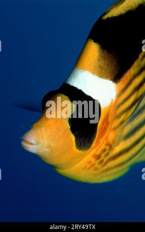 Waschbär Butterflyfish, Malediven, Halbmond Butterflyfish (Chaetodon lunula) andere Tiere, Fische, unter Wasser, Salzwasser, Salzwasser, Indischer Ozean Stockfoto