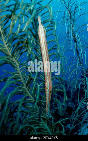 Westatlantischer Trompetenfisch (Pisces) (Aulostomus maculatus), Trompetenfisch, andere Tiere, andere Tiere, Unterwasser, unter Wasser, stehendes Wasser Stockfoto