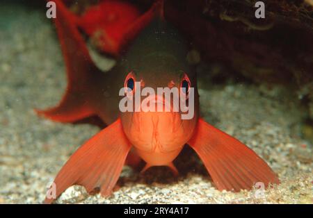 Dunkel-bändiger Fusilier (Pterocaesio-Fliese), Neon Fusilier andere Tiere, andere Tiere, Fische (Fische) Unterwasser, unter Wasser, Meer, Meer, Salzwasser Stockfoto