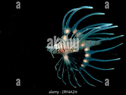 Junge Truthahnfische, Ari ATOL, Pazifischer Rotfeuerfisch (Pterois volitans), Junglöwenfisch, Ari Atoll, andere Tiere, andere Tiere, Fisch, Unterwasser Stockfoto