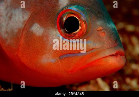 Dunkel-bändiger Fusilier (Pterocaesio-Fliese), Neon Fusilier andere Tiere, andere Tiere, Fische (Fische) Unterwasser, unter Wasser, Meer, Meer, Salzwasser Stockfoto