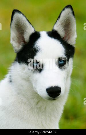 Sibirischer Husky, 4 Monate alt, 4 Monate alt Stockfoto