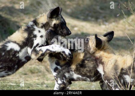 Afrikanische Jagdhunde (Lycaon pictus) nische Wildhunde, Hyaenenhundn Wildhunde Stockfoto