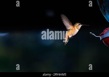 Hintergrund mit dunklem Kopienraum links mit fliegendem Rufous Hummingbird in der Nähe von Nektar Feeder mit Akzent rechts vom horizontalen Bild in Arizona Stockfoto