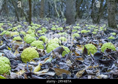 Gruppe von Heckenäpfeln auf dem Boden Stockfoto