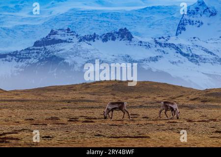 Wundervolle Moosen auf den Weiden in Island, ländliches Paradies vor der Kulisse eisiger Berge. Nördliche Tiere in skandinavischen Landschaften, arktischer Fauna und isländischer Tierwelt. Stockfoto