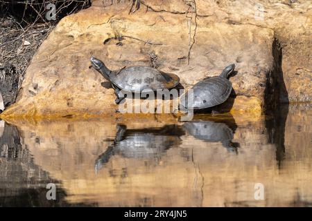 Australische Murray River-Schildkröten, die sich auf einem Felsen neben einem Fluss tummeln Stockfoto