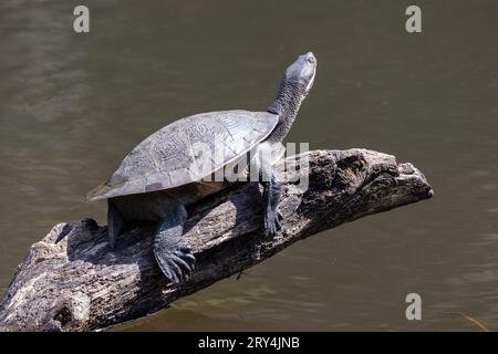 Australische Murray River Turtle, die sich auf dem Baumstamm im Fluss tummelt Stockfoto