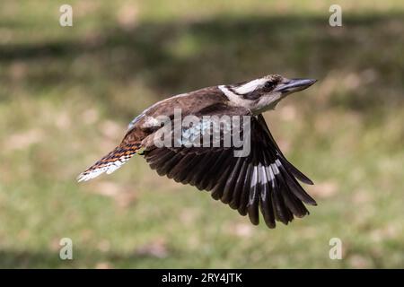 Australisch lachende Kookaburra im Flug Stockfoto