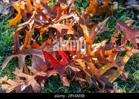 Herbstliche Eichenblätter bedeckt mit feuchtem Tau, fallen auf grünes Gras und werden von der Sonne in Vancouver, Kanada, erleuchtet Stockfoto