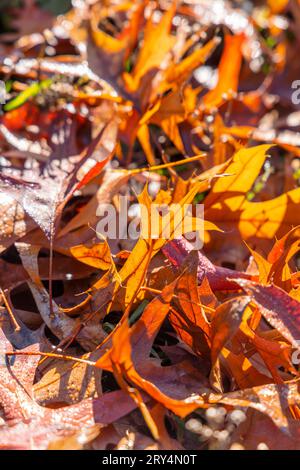 Herbstliche Eichenblätter bedeckt mit feuchtem Tau, fallen auf grünes Gras und werden von der Sonne in Vancouver, Kanada, erleuchtet Stockfoto