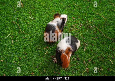 Niedliche niederländische Maus auf dem Rasen in einem Zoo Stockfoto