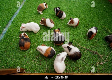 Niedliche niederländische Maus auf dem Rasen in einem Zoo Stockfoto