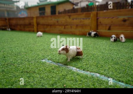 Niedliche niederländische Maus auf dem Rasen in einem Zoo Stockfoto