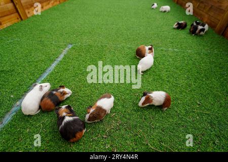 Niedliche niederländische Maus auf dem Rasen in einem Zoo Stockfoto