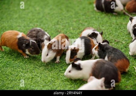 Niedliche niederländische Maus auf dem Rasen in einem Zoo Stockfoto