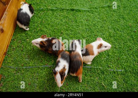 Niedliche niederländische Maus auf dem Rasen in einem Zoo Stockfoto