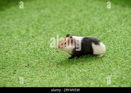 Niedliche niederländische Maus auf dem Rasen in einem Zoo Stockfoto