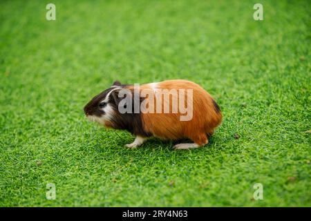 Niedliche niederländische Maus auf dem Rasen in einem Zoo Stockfoto