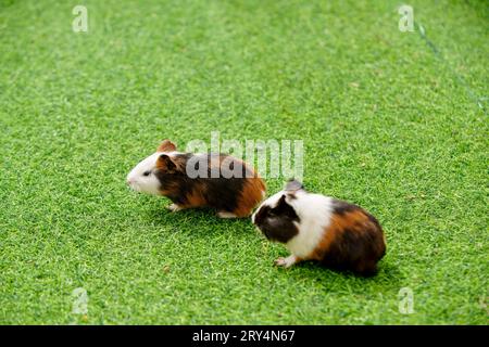 Niedliche niederländische Maus auf dem Rasen in einem Zoo Stockfoto